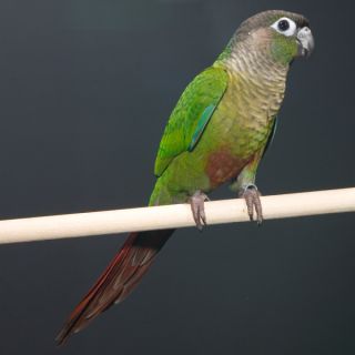 Green Cheek Conure   Bird   Live Pet