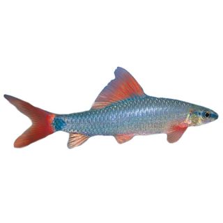 Rainbow Shark   Tropical Semi Aggressive   Fish