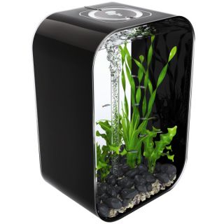 Medium Aquariums for Fish and Related Fish Accessories