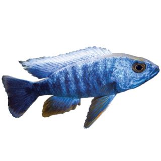 African Cichlids for Sale   Live Fish for Aquariums