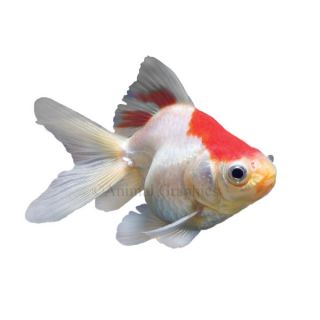 Red & White Ryukin Goldfish   Goldfish   Fish