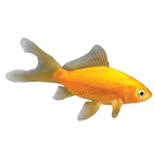 Fancy Goldfish for Sale   Beautiful Pet Goldfish