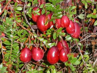 Cranberry, Kranichbeere, großfrüchtige Moosbeere, gesunde Pflanze im