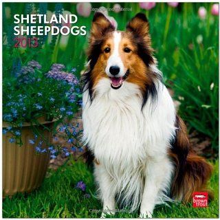 Shetland Sheepdogs 2013   Shelties   Original BrownTrout Kalender