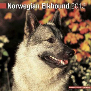 Kalender 2013 Norwegischer Elchhund   Norwegian Elkhoun + kostenlose