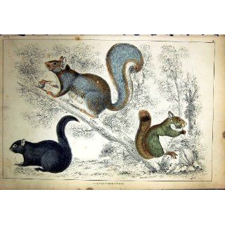 Platten Natur Eichhörnchen Buschige Angebundene Tiere der FarbeC1880