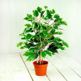 Seidenblume Ficus benjamini 40cm Küche & Haushalt