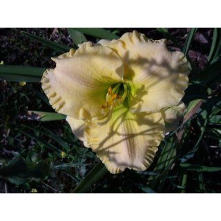 Taglilie Hemerocallis gelb Garten