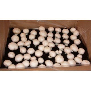 Champignon weiss Pilzzucht 10 kg Fertigkultur Pilzbrut 