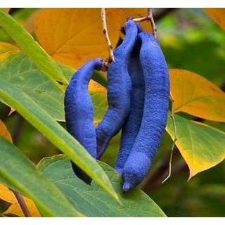 Blaugurkenbaum   die Früchte sind ein echter Hingucker 
