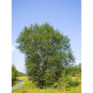 25 x Salweide (Salix caprea) 80   120 cm Garten