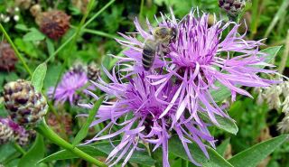 schöne Wiesen Begleitstaude   Wiesenflockenblume #191