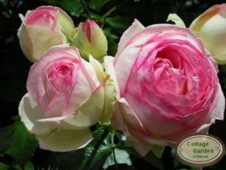 Eden Rose 85  R ~ Sinnlich schön verschwenderisch