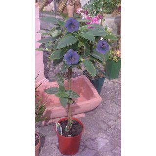 Tibouchina Hochstamm ca 100cm Prinzessinnenblume Garten