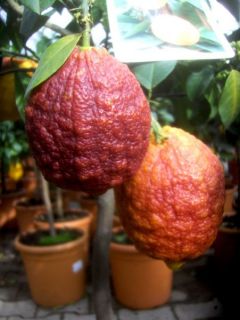 Citrus limon Rosso, rote Zitrone, 70 80cm, viele Blüten