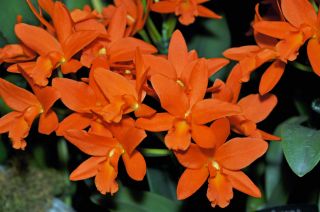Cattleya Blc.Young Min Orange   Orchidee  