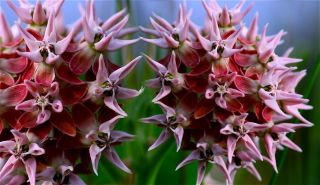 Asclepias speciosa Prachtseidenpflanze #335