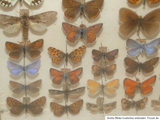 Sammlung   Schmetterlinge Schaukasten   72 Exponate Ab 1930
