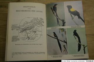Fachbuch tropische Vögel, 436 Arten, Zucht, Fasan, Papagei, Weberv