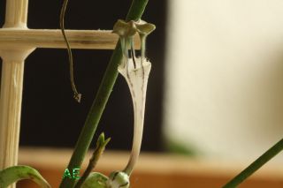 Ceropegia rendallii   Caudex   Knolle   Asclep   Hoya   Stapelia