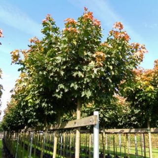 Kugelahorn Globosum (Acer platanoides Globosum) im Container Sth