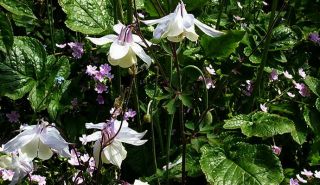 Aquilegia fragrans, duftende Akelei #702