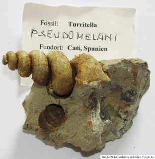 208 fossile Schnecke Turritella pseudomelani Cati Spanien  schönes