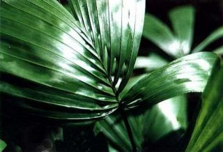 Reinhardtia gracilis   Fensterpalme, seltene Palme, Zimmerpflanze