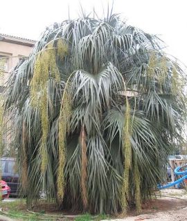 Brahea clara   Sonora Hesperiden Palme   Rarität, ähnl. Brahea