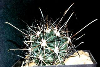 FROSTHART Sclerocactus whipplei Kakteen Kaktus Sukkulenten Ariocarpus