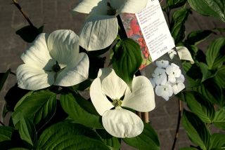 Cornus kousa Venus® weißer Blumenhartriegel 160cm groß
