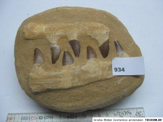 ,Fossile Zähne,ca.12x18cm,Fossilien,Mineralien,Edelstein,1,6 kg/ 934