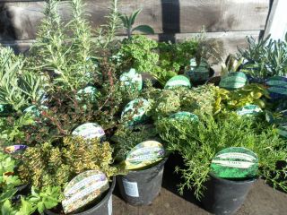 Herb Plants   9cm Pot   Rosemary, Thyme, Lavender, Sage, Mint, Oregano