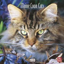 Maine Coon Cats 2010 Calendar (12x12)
