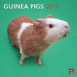 Guinea Pigs 2012 Calendar (Calendar)