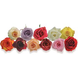 100 Stems Premium Assorted Color Roses (50 cm Stems)