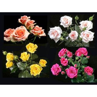 100 Stems 15.7 inch (40 cm) Assorted Spray Roses