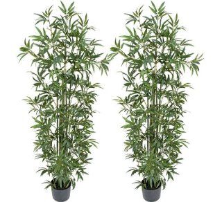 TWO Pre Potted 6 Artificial Bamboo Trees with REAL BAMBOO