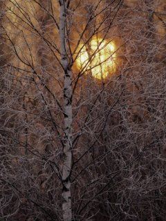 Frost Covered White Birch Trees with the Sun Rising Behind